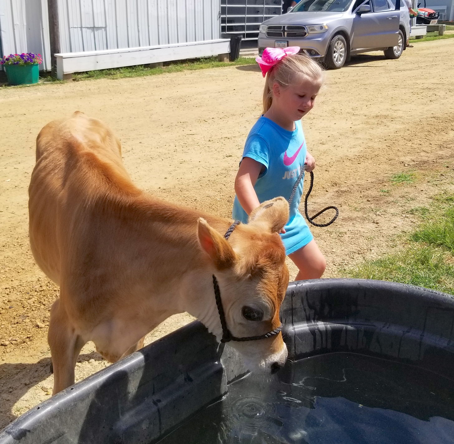 Lead a calf to water